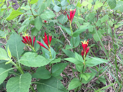 Spigelia marilandica