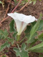 Calystegia subacaulis