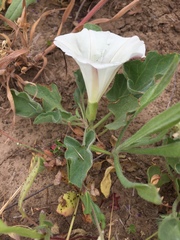 Calystegia subacaulis