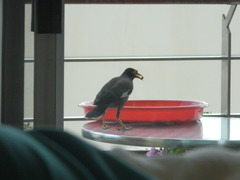 Acridotheres tristis