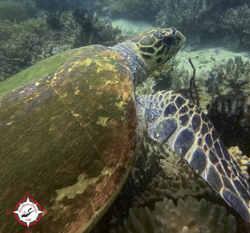 Hawksbill turtle