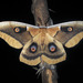Western Polyphemus Moth - Photo (c) David Bygott, some rights reserved (CC BY-NC), uploaded by David Bygott