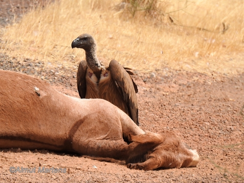 White-backed Vulture
