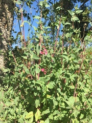 Clarkia unguiculata