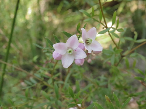 Image of Boronia floribunda by (c) ian_mcallan, some rights reserved (CC BY)