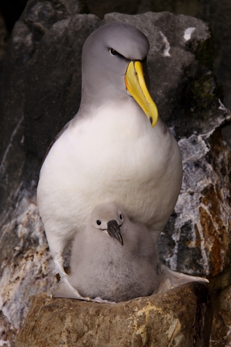 Chatham Albatross (Thalassarche eremita), photo 8