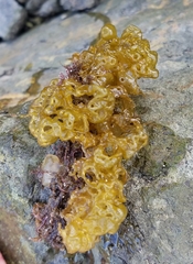 Leathesia marina