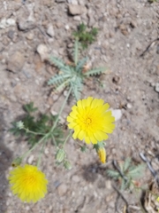 Malacothrix sonchoides