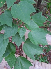 Acer rubrum drummondii