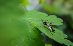 Tanyptera