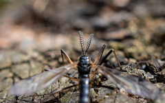 Tanyptera