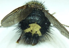 Epalpus signifer