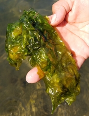 Ulva lactuca