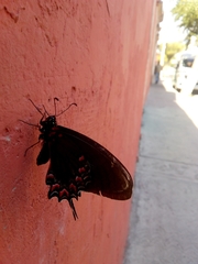 Mimoides thymbraeus aconophos