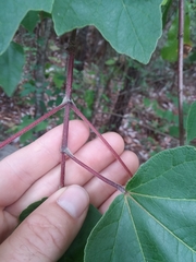 Acer rubrum drummondii