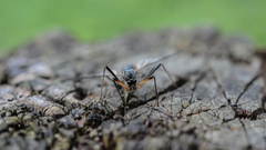 Tanyptera