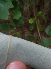 Acer rubrum drummondii