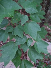 Acer rubrum drummondii