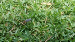 Stenomacra marginella