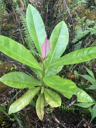 Myrsine lessertiana observed 2024-05-20