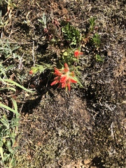 Castilleja hispida hispida