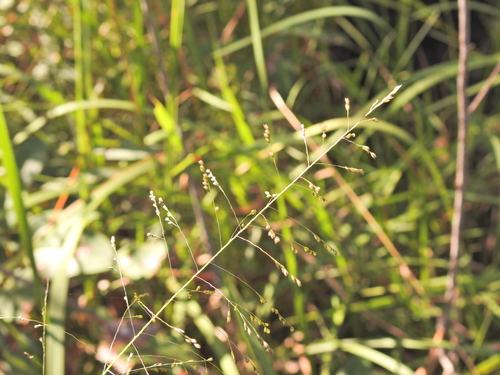 Image of Sporobolus laxus by (c) Scott W. Gavins, some rights reserved (CC BY)