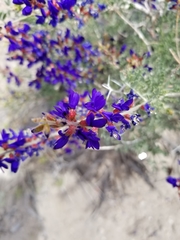 Psorothamnus arborescens minutifolius