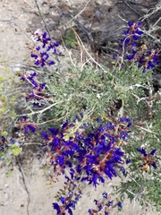 Psorothamnus arborescens minutifolius
