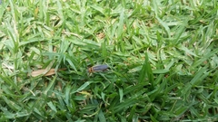 Stenomacra marginella