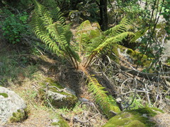 Polystichum speciosissimum
