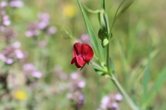Lathyrus cicera