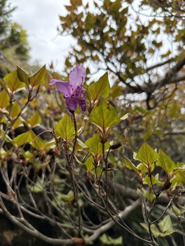 Rhododendron yakumontanum iNat (1)