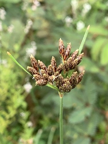Fimbristylis dichotoma observed 2024-05-20