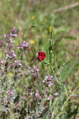 Lathyrus cicera