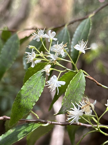 Myrtaceae observed 2024-05-21