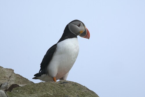 Atlantic Puffin