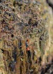Tanyptera atrata