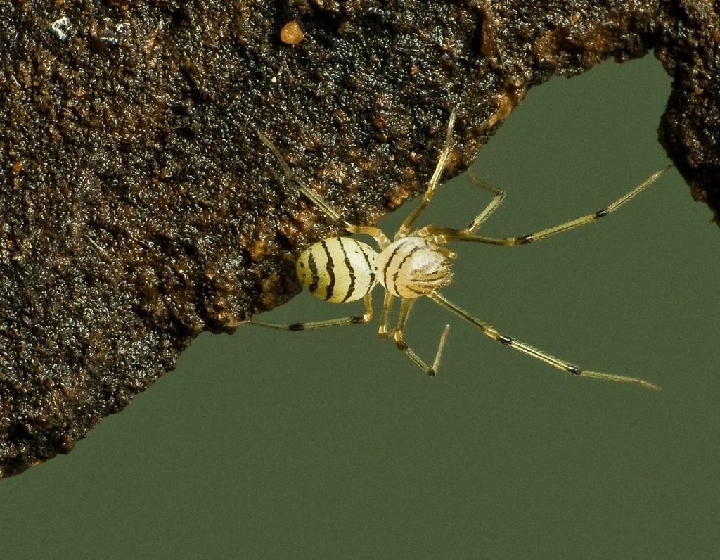 Striped Spitting Spider