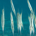 Jointed Razorfish - Photo (c) Mark Rosenstein, some rights reserved (CC BY-NC-SA), uploaded by Mark Rosenstein