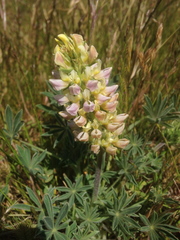 Lupinus microcarpus