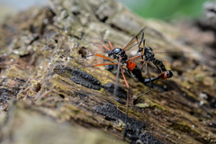 Tanyptera atrata