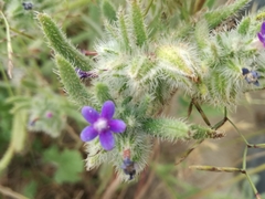 Anchusa aggregata