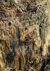 Tanyptera atrata