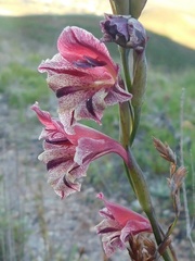 Gladiolus guthriei