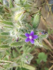 Anchusa aggregata