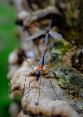 Tanyptera atrata