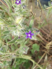 Anchusa aggregata