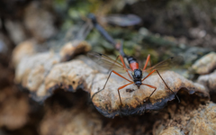 Tanyptera atrata