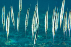 Razorfish photo 3