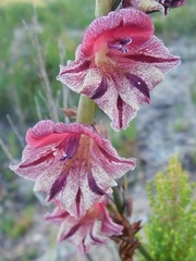 Gladiolus guthriei